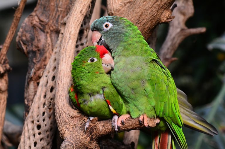 Avistamiento De Aves En Minca Sierra Nevada De Santa Marta Tours