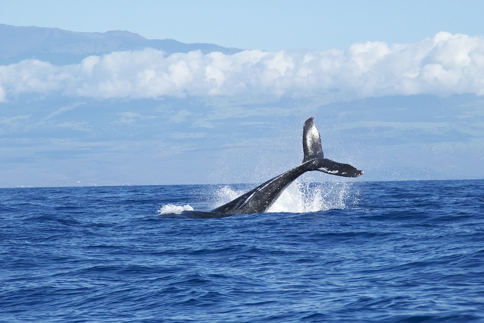avistamiento de ballenas en Nuquí