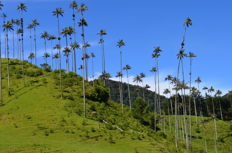 valle de cocora quindio