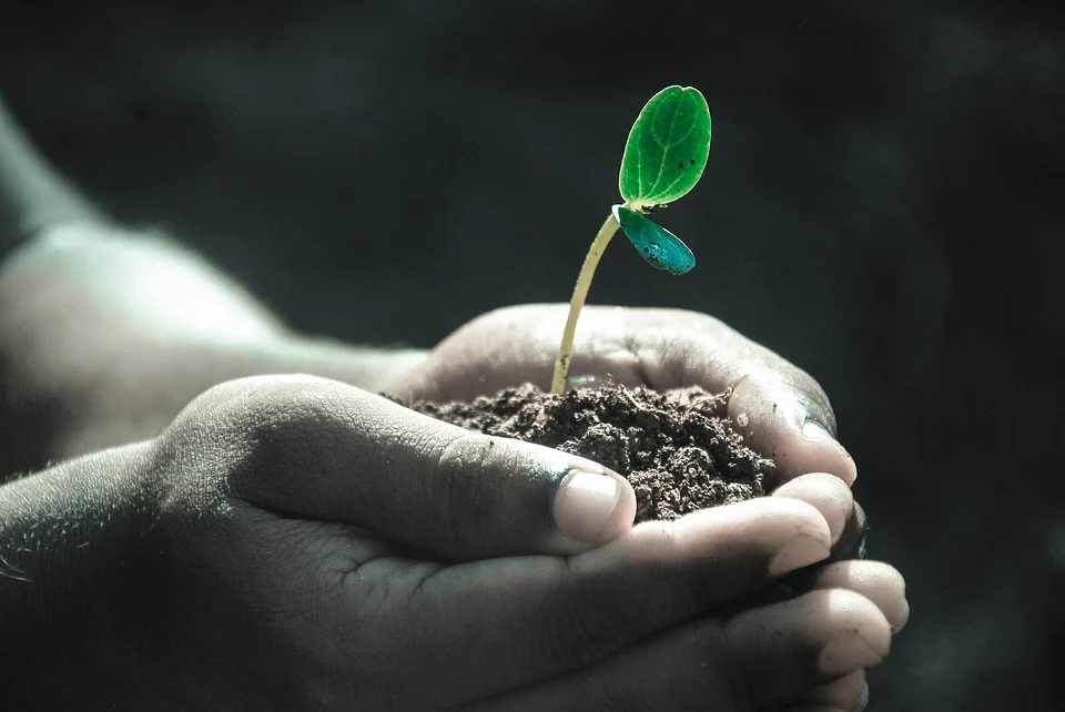sembrar árbol. formas de ayudar al medio ambiente