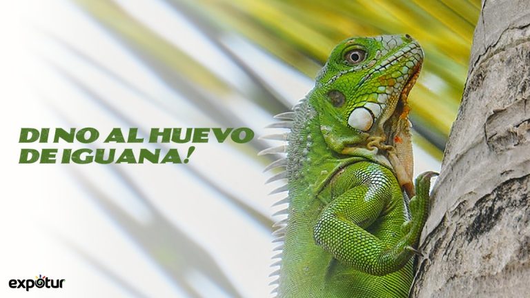 Di no al huevo de Iguana. Expotur colombia