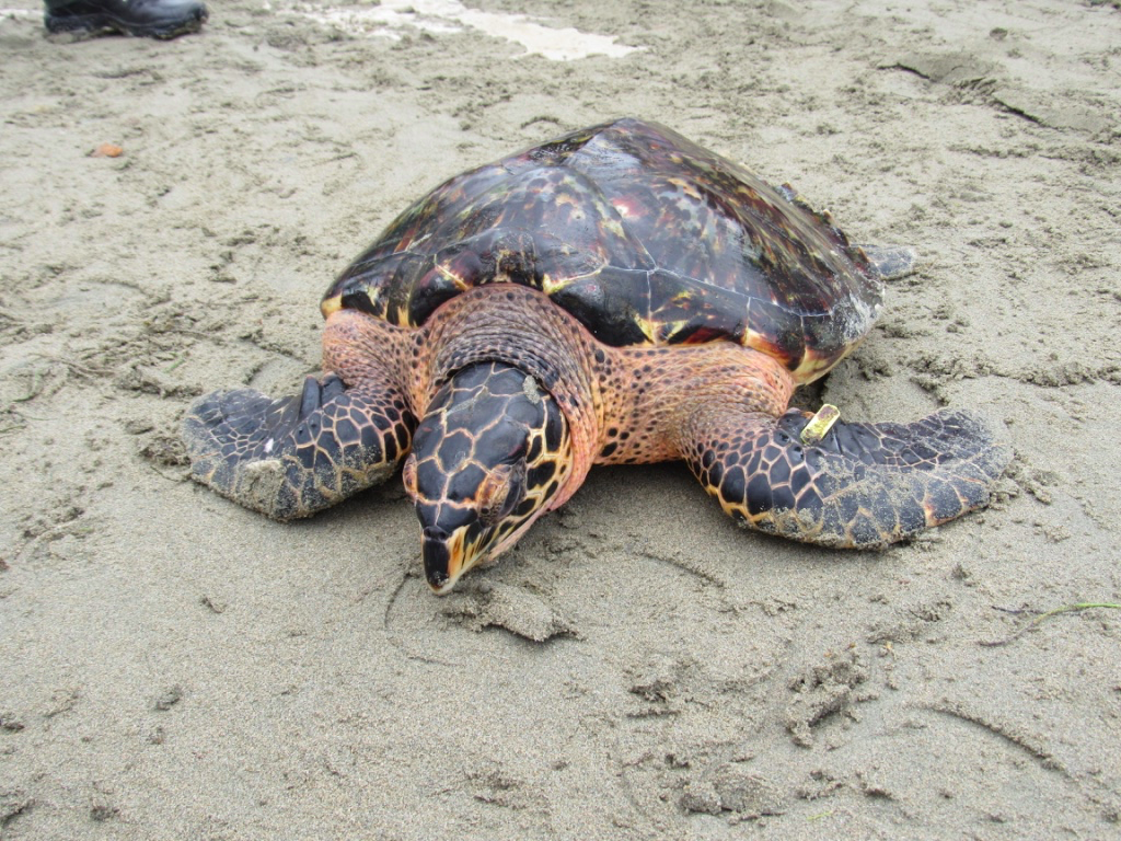 Amigo turista ayúdanos a proteger a las tortugas marinas