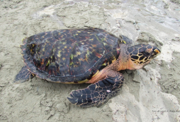 Turismo en zonas de anidación y eclosión de tortugas marinas