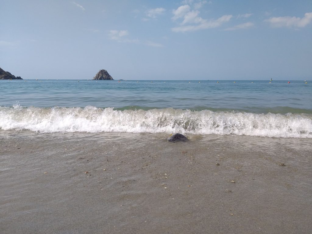 Cuándo es la época de anidación de tortugas marinas en la región del Magdalena expotur