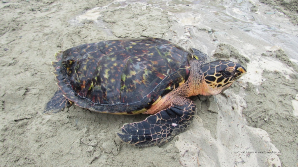 Turismo en zonas de anidación y eclosión de tortugas marinas