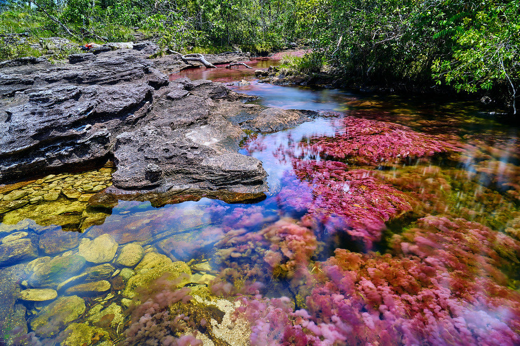caño cristales el rio más hermoso del mundo. parques naturales colombia