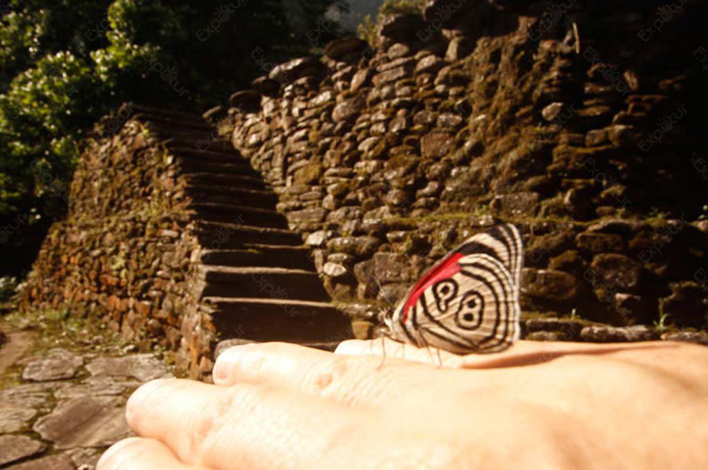 mariposa-butterfly-ciudad-perdida-tour-lost-city-trek-santa-marta-colombia-expotur-teyuna