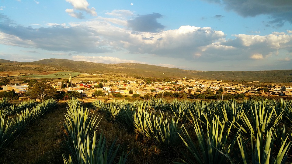 destinos en México, Tequila Jalisco, Agave