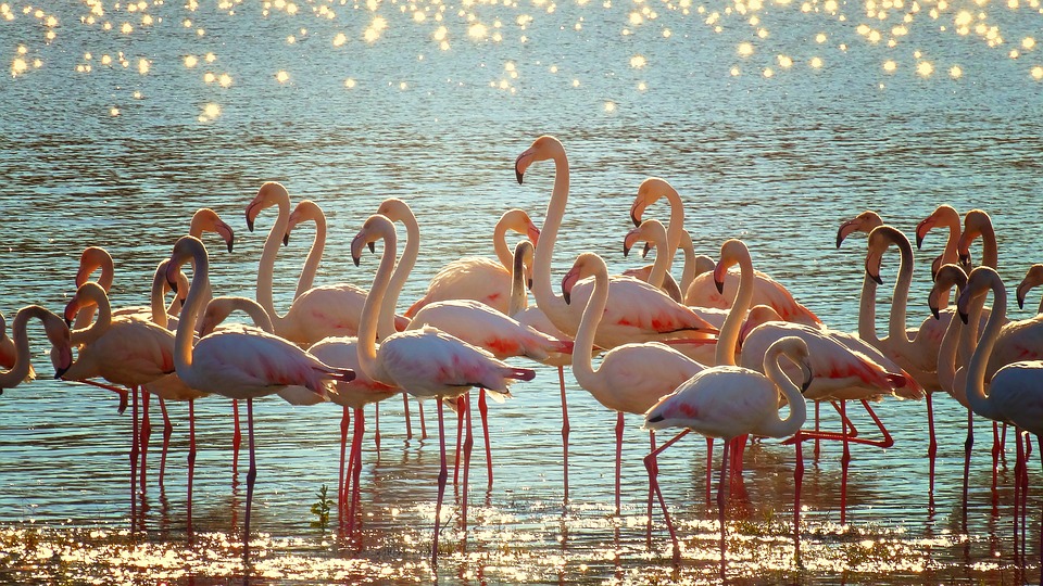 flamingos-agua y ecosistemas expotur