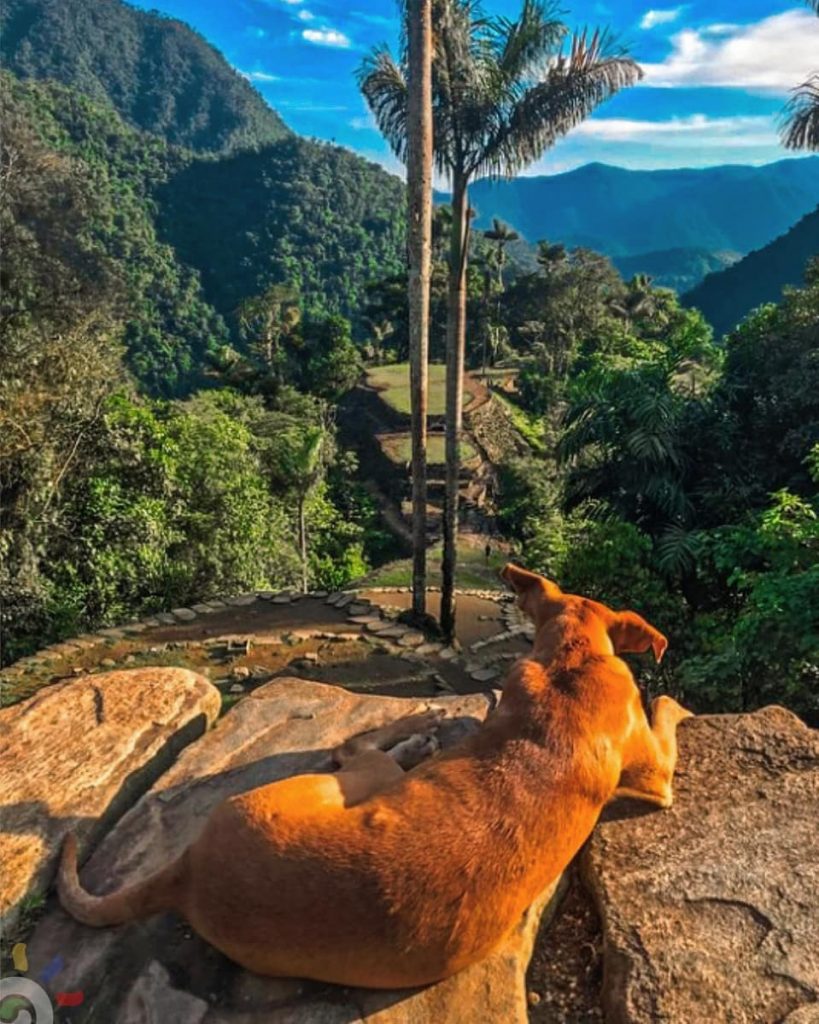 Dogs at the Ciudad Perdida. the Lost City Colombia