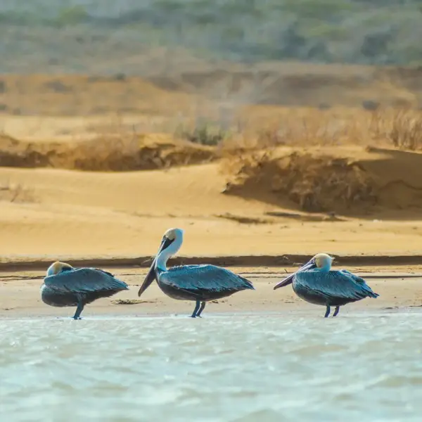 Guajira Tour 4 Days Excursion Punta Gallinas