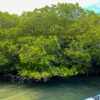 Gairaca Beach: Tayrona Park Colombia